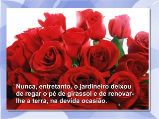Nunca, entretanto, o jardineiro deixou
de regar o pé de girassol e de renovarlhe a terra, na devida ocasião.

 
