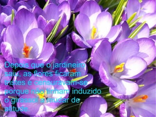 Depois que o jardineiro
saiu, as flores ficaram
tristes e censuravam-se
porque não tinham induzido
o girassol a mudar de
atitude.

 