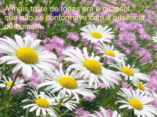 A mais triste de todas era o girassol,
que não se conformava com a ausência
do homem.

 