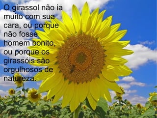 O girassol não ia
muito com sua
cara, ou porque
não fosse
homem bonito,
ou porque os
girassóis são
orgulhosos de
natureza.

 
