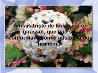 A mais triste de todas era o
girassol, que não se
conformava com a ausência do
homem.

 