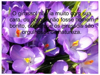 O girassol não ia muito com sua
cara, ou porque não fosse homem
bonito, ou porque os girassóis são
orgulhosos de natureza.

 