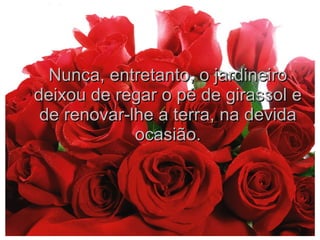 Nunca, entretanto, o jardineiro
deixou de regar o pé de girassol e
de renovar-lhe a terra, na devida
ocasião.

 