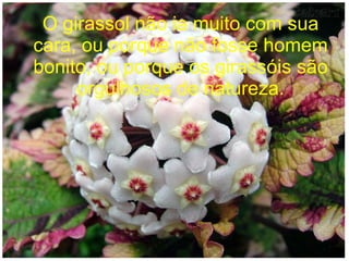 O girassol não ia muito com sua
cara, ou porque não fosse homem
bonito, ou porque os girassóis são
orgulhosos de natureza.

 