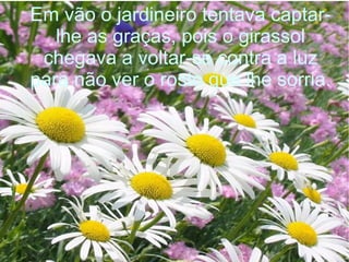 Em vão o jardineiro tentava captarlhe as graças, pois o girassol
chegava a voltar-se contra a luz
para não ver o rosto que lhe sorria.

 