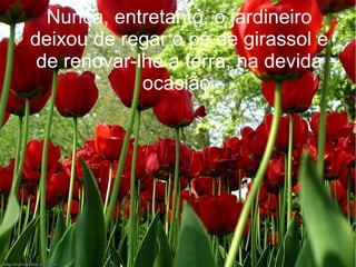 Nunca, entretanto, o jardineiro
deixou de regar o pé de girassol e
de renovar-lhe a terra, na devida
ocasião.

 