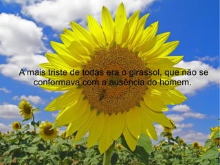 A mais triste de todas era o girassol, que não se
conformava com a ausência do homem.

 