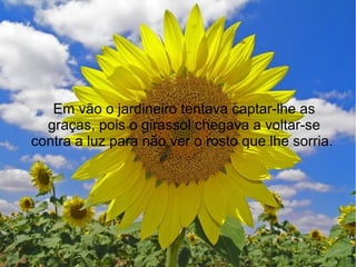 Em vão o jardineiro tentava captar-lhe as
graças, pois o girassol chegava a voltar-se
contra a luz para não ver o rosto que lhe sorria.

 