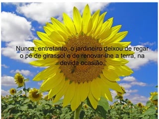 Nunca, entretanto, o jardineiro deixou de regar
o pé de girassol e de renovar-lhe a terra, na
devida ocasião.

 