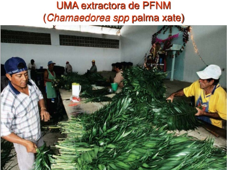 Manejar los bosques para conservarlos - José Sarukán