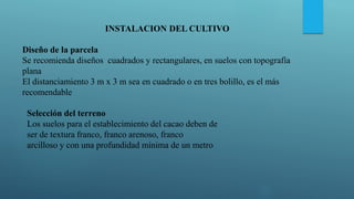 INSTALACION DEL CULTIVO
Diseño de la parcela
Se recomienda diseños cuadrados y rectangulares, en suelos con topografía
plana
El distanciamiento 3 m x 3 m sea en cuadrado o en tres bolillo, es el más
recomendable
Selección del terreno
Los suelos para el establecimiento del cacao deben de
ser de textura franco, franco arenoso, franco
arcilloso y con una profundidad mínima de un metro
 