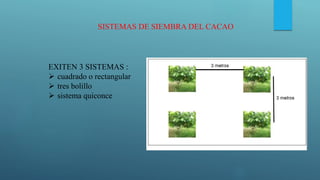 SISTEMAS DE SIEMBRA DEL CACAO
EXITEN 3 SISTEMAS :
 cuadrado o rectangular
 tres bolillo
 sistema quiconce
 