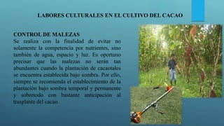 LABORES CULTURALES EN EL CULTIVO DEL CACAO
CONTROL DE MALEZAS
Se realiza con la finalidad de evitar no
solamente la competencia por nutrientes, sino
también de agua, espacio y luz. Es oportuno
precisar que las malezas no serán tan
abundantes cuando la plantación de cacaotales
se encuentra establecida bajo sombra. Por ello,
siempre se recomienda el establecimiento de la
plantación bajo sombra temporal y permanente
y sobretodo con bastante anticipación al
trasplante del cacao.
 