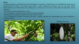 PODA
Se realiza tomando en consideración criterios fisiológicos, económicos y fitosanitarios con la finalidad de lograr una alta
productividad del cultivo. Una buena poda induce a altos rendimientos mientras que una mal poda influye
sustancialmente en la disminución de la producción. Los factores por los cuales se debe podar una plantación son los
siguientes:
- Para formar un tallo principal único y recto.
- Con la finalidad de estimular el desarrollo de las ramas principales.
- Para permitir que ingrese la radiación solar que necesita el árbol.
- Con al finalidad de facilitar la remoción de frutos y órganos atacados por enfermedades tales como moniliasis y
“escoba de bruja”.
 