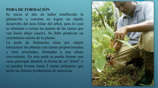 PODA DE FORMACIÓN
Se inicia al año de haber establecido la
plantación y consiste en lograr un rápido
desarrollo del área foliar del árbol, para lo cual
se eliminan o cortan las puntas de las ramas que
van hacia abajo (suelo). Se debe propiciar un
crecimiento erecto de la planta.
La poda de formación tiene por objeto
estructurar las plantas con ramas proporcionadas
y bien orientadas, formadas a una altura
conveniente. En esta poda se puede formar una
rama principal dándole la forma de un “árbol” o
se pueden formar hasta 5 ramas primarias que
serán las futuras productoras de mazorcas
 