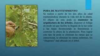 PODA DE MANTENIMIENTO
Se realiza a partir de los dos años de edad
manteniéndose durante la vida útil de la planta.
El objeto de esta poda es mantener la
arquitectura de los árboles, disponer el follaje
de modo tal que facilite la llegada de la luz solar
a las hojas favoreciendo la fotosíntesis y
controlar la altura de la plantación. Para lograr
este tipo de poda se eliminan las ramas que se
entrecruzan, se eliminan las ramas enfermas, los
“chupones” mal ubicado en el árbol.
 