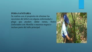PODA SANITARIA
Se realiza con el propósito de eliminar las
secciones del árbol con alguna enfermedad o
plaga que pueden: dañar ramas, frutos
(infectados con Monilla o mazorca negra) e
incluso parte del tallo principal.
 