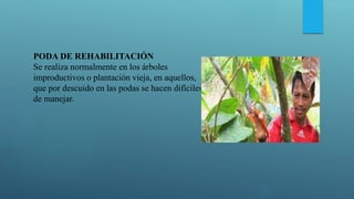 PODA DE REHABILITACIÓN
Se realiza normalmente en los árboles
improductivos o plantación vieja, en aquellos,
que por descuido en las podas se hacen difíciles
de manejar.
 