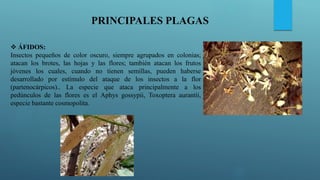 PRINCIPALES PLAGAS
 ÁFIDOS:
Insectos pequeños de color oscuro, siempre agrupados en colonias;
atacan los brotes, las hojas y las flores; también atacan los frutos
jóvenes los cuales, cuando no tienen semillas, pueden haberse
desarrollado por estímulo del ataque de los insectos a la flor
(partenocárpicos).. La especie que ataca principalmente a los
pedúnculos de las flores es el Aphys gossypii, Toxoptera aurantii,
especie bastante cosmopolita.
 