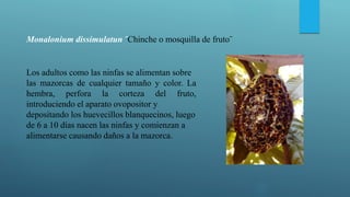 Monalonium dissimulatun ¨Chinche o mosquilla de fruto¨
Los adultos como las ninfas se alimentan sobre
las mazorcas de cualquier tamaño y color. La
hembra, perfora la corteza del fruto,
introduciendo el aparato ovopositor y
depositando los huevecillos blanquecinos, luego
de 6 a 10 días nacen las ninfas y comienzan a
alimentarse causando daños a la mazorca.
 