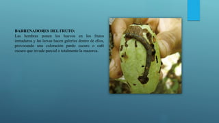 BARRENADORES DEL FRUTO:
Las hembras ponen los huevos en los frutos
inmaduros y las larvas hacen galerías dentro de ellos,
provocando una coloración pardo oscuro o café
oscuro que invade parcial o totalmente la mazorca.
 
