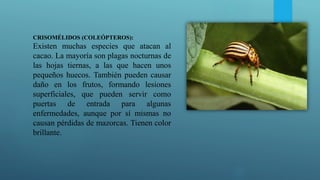 CRISOMÉLIDOS (COLEÓPTEROS):
Existen muchas especies que atacan al
cacao. La mayoría son plagas nocturnas de
las hojas tiernas, a las que hacen unos
pequeños huecos. También pueden causar
daño en los frutos, formando lesiones
superficiales, que pueden servir como
puertas de entrada para algunas
enfermedades, aunque por sí mismas no
causan pérdidas de mazorcas. Tienen color
brillante.
 
