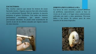ESCOLÍTIDOS:
Hay muchas especies que atacan los troncos de cacao
haciendo túneles. Algunas especies han sido relacionadas
con la enfermedad llamada Mal de machete, la mayoría
pertenece al género Xyleborus. Casi todos son insectos
perforadores secundarios, que atacan troncos
previamente afectados. Se puede notar acumulación de
aserrín al pie de los árboles atacados por alguna especie
de estos insectos.
JOBOTO (PHYLLOPHAGA SP.):
Las larvas de estos escarabajos pueden presentar
un problema, especialmente cuando se hace un
vivero en el suelo y el lugar estuvo anteriormente
cultivado con maíz u otras gramíneas. Provocan
daños a las raíces. Se conoce poco de estos
insectos en las áreas tropicales.
 