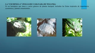 LA “COCHINILLA” (WILLIAMS Y GRANARA DE WILLINK):
Es un hemíptero que ataca a varios géneros de plantas huésped, incluidas las frutas tropicales de importancia
económica y plantas ornamentales.
 