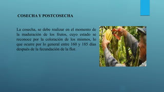 COSECHA Y POSTCOSECHA
La cosecha, se debe realizar en el momento de
la maduración de los frutos, cuyo estado se
reconoce por la coloración de los mismos, lo
que ocurre por lo general entre 160 y 185 días
después de la fecundación de la flor.
 