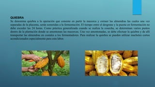 QUIEBRA
Se denomina quiebra a la operación que consiste en partir la mazorca y extraer las almendras las cuales una vez
separadas de la placenta, serán sometidas a la fermentación. El tiempo entre el desgrane y la puesta en fermentación no
debe exceder las 24 horas. Como práctica generalizada cuando se realiza la cosecha, se determinan varios puntos
dentro de la plantación donde se amontonan las mazorcas. Una vez amontonadas, se debe efectuar la quiebra y de allí
transportar las almendras en costales a los fermentadores. Para realizar la quiebra se pueden utilizar machetes cortos
acondicionados especialmente para esta labor.
 