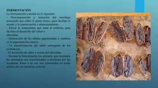 FERMENTACIÓN
La fermentación consiste en lo siguiente:
- Descomposición y remoción del mucílago
azucarado que cubre el grano fresco, para facilitar el
secado y la conservación o almacenamiento.
- Elevar la temperatura que mata al embrión, para
facilitar el desarrollo del sabor a
chocolate.
- Destrucción de las células pigmentadas o cambios
en la pigmentación interna.
- La transformación del sabor astringente de los
cotiledones.
- El desarrollo de sabor y aroma del chocolate.
- Durante la fermentación los azúcares que contienen
las almendras son transformados a alcoholes por las
levaduras. Estos a su vez son convertidos en ácido
acético por las bacterias acéticas.
 