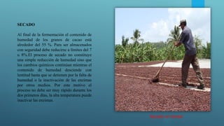 SECADO
Al final de la fermentación el contenido de
humedad de los granos de cacao está
alrededor del 55 %. Para ser almacenados
con seguridad debe reducirse a límites del 7
u 8%.El proceso de secado no constituye
una simple reducción de humedad sino que
los cambios químicos continúan mientras el
contenido de humedad desciende con
lentitud hasta que se detienen por la falta de
humedad o la inactivación de las enzimas
por otros medios. Por este motivo el
proceso no debe ser muy rápido durante los
dos primeros días, la alta temperatura puede
inactivar las enzimas.
Secado en tendal
 