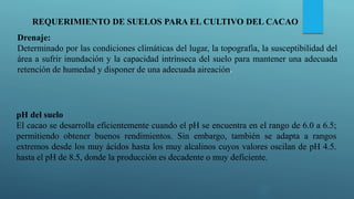 REQUERIMIENTO DE SUELOS PARA EL CULTIVO DEL CACAO
Drenaje:
Determinado por las condiciones climáticas del lugar, la topografía, la susceptibilidad del
área a sufrir inundación y la capacidad intrínseca del suelo para mantener una adecuada
retención de humedad y disponer de una adecuada aireación.
pH del suelo
El cacao se desarrolla eficientemente cuando el pH se encuentra en el rango de 6.0 a 6.5;
permitiendo obtener buenos rendimientos. Sin embargo, también se adapta a rangos
extremos desde los muy ácidos hasta los muy alcalinos cuyos valores oscilan de pH 4.5.
hasta el pH de 8.5, donde la producción es decadente o muy deficiente.
 