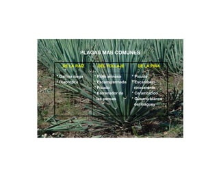 Manejo de cultivo de Agave tequilana Weber variedad azul | PDF