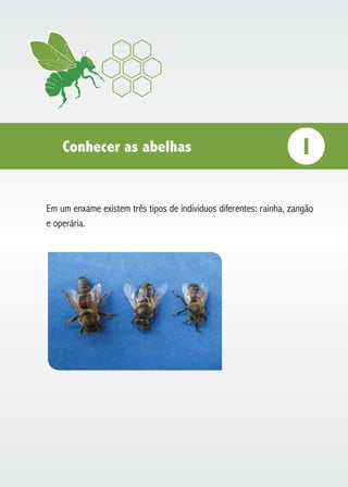 Conhecer as abelhas i
Em um enxame existem três tipos de indivíduos diferentes: rainha, zangão
e operária.
 