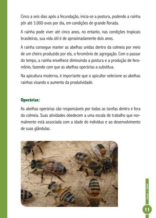 Coleção|SENAR
11
Cinco a seis dias após a fecundação, inicia-se a postura, podendo a rainha
pôr até 3.000 ovos por dia, em condições de grande florada.
A rainha pode viver até cinco anos, no entanto, nas condições tropicais
brasileiras, sua vida útil é de aproximadamente dois anos.
A rainha consegue manter as abelhas unidas dentro da colmeia por meio
de um cheiro produzido por ela, o feromônio de agregação. Com o passar
do tempo, a rainha envelhece diminuindo a postura e a produção de fero-
mônio, fazendo com que as abelhas operárias a substitua.
Na apicultura moderna, é importante que o apicultor selecione as abelhas
rainhas visando o aumento da produtividade.
Operárias:
As abelhas operárias são responsáveis por todas as tarefas dentro e fora
da colmeia. Suas atividades obedecem a uma escala de trabalho que nor-
malmente está associada com a idade do indivíduo e ao desenvolvimento
de suas glândulas.
 