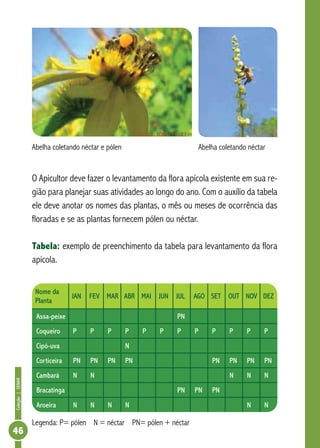 Coleção|SENAR
46
Abelha coletando néctar e pólen			 Abelha coletando néctar
O Apicultor deve fazer o levantamento da flora apícola existente em sua re-
gião para planejar suas atividades ao longo do ano. Com o auxílio da tabela
ele deve anotar os nomes das plantas, o mês ou meses de ocorrência das
floradas e se as plantas fornecem pólen ou néctar.
Tabela: exemplo de preenchimento da tabela para levantamento da flora
apícola.
Nome da
Planta
JAN FEV MAR ABR MAI JUN JUL AGO SET OUT NOV DEZ
Assa-peixe PN
Coqueiro P P P P P P P P P P P P
Cipó-uva N
Corticeira PN PN PN PN PN PN PN PN
Cambará N N N N N
Bracatinga PN PN PN
Aroeira N N N N N N
Legenda: P= pólen N = néctar PN= pólen + néctar
 