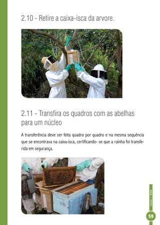 Coleção|SENAR
59
2.10 - Retire a caixa-isca da arvore.
2.11 - Transfira os quadros com as abelhas
para um núcleo
A transferência deve ser feita quadro por quadro e na mesma sequência
que se encontrava na caixa-isca, certificando- se que a rainha foi transfe-
rida em segurança.
 