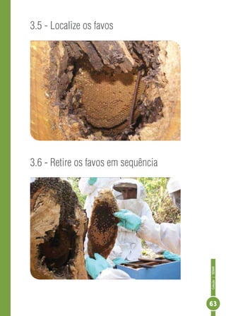 Coleção|SENAR
63
3.5 - Localize os favos
3.6 - Retire os favos em sequência
 