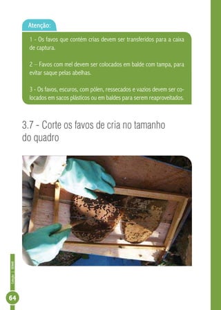 Coleção|SENAR
64
3.7 - Corte os favos de cria no tamanho
do quadro
Atenção:
1 - Os favos que contém crias devem ser transferidos para a caixa
de captura.
2 – Favos com mel devem ser colocados em balde com tampa, para
evitar saque pelas abelhas.
3 - Os favos, escuros, com pólen, ressecados e vazios devem ser co-
locados em sacos plásticos ou em baldes para serem reaproveitados.
 