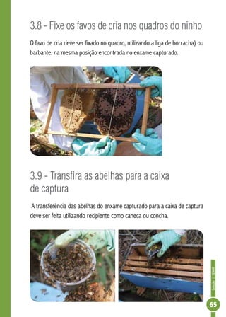 Coleção|SENAR
65
3.8 - Fixe os favos de cria nos quadros do ninho
O favo de cria deve ser fixado no quadro, utilizando a liga de borracha) ou
barbante, na mesma posição encontrada no enxame capturado.
3.9 - Transfira as abelhas para a caixa
de captura
A transferência das abelhas do enxame capturado para a caixa de captura
deve ser feita utilizando recipiente como caneca ou concha.
 