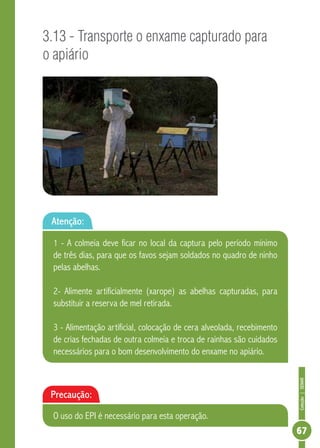 Coleção|SENAR
67
3.13 - Transporte o enxame capturado para
o apiário
Atenção:
1 - A colmeia deve ficar no local da captura pelo período mínimo
de três dias, para que os favos sejam soldados no quadro de ninho
pelas abelhas.
2- Alimente artificialmente (xarope) as abelhas capturadas, para
substituir a reserva de mel retirada.
3 - Alimentação artificial, colocação de cera alveolada, recebimento
de crias fechadas de outra colmeia e troca de rainhas são cuidados
necessários para o bom desenvolvimento do enxame no apiário.
Precaução:
O uso do EPI é necessário para esta operação.
 