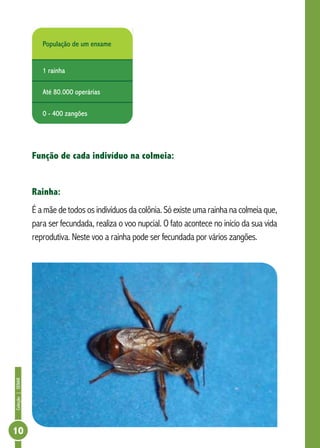 Coleção|SENAR
10
População de um enxame
1 rainha
Até 80.000 operárias
0 - 400 zangões
Função de cada indivíduo na colmeia:
Rainha:
É a mãe de todos os indivíduos da colônia. Só existe uma rainha na colmeia que,
para ser fecundada, realiza o voo nupcial. O fato acontece no início da sua vida
reprodutiva. Neste voo a rainha pode ser fecundada por vários zangões.
 