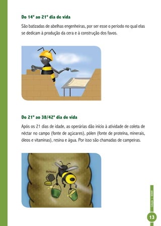 Coleção|SENAR
13
Do 14º ao 21º dia de vida
São batizadas de abelhas engenheiras, por ser esse o período no qual elas
se dedicam à produção da cera e à construção dos favos.
Do 21º ao 38/42º dia de vida
Após os 21 dias de idade, as operárias dão início à atividade de coleta de
néctar no campo (fonte de açúcares), pólen (fonte de proteína, minerais,
óleos e vitaminas), resina e água. Por isso são chamadas de campeiras.
 