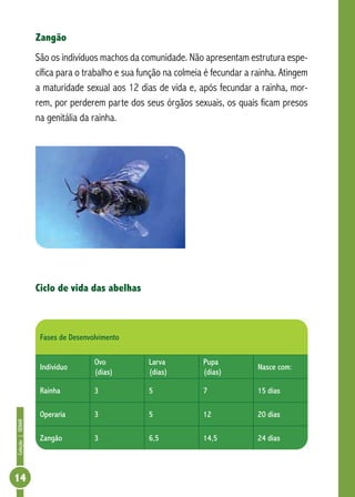 Coleção|SENAR
14
Zangão
São os indivíduos machos da comunidade. Não apresentam estrutura espe-
cífica para o trabalho e sua função na colmeia é fecundar a rainha. Atingem
a maturidade sexual aos 12 dias de vida e, após fecundar a rainha, mor-
rem, por perderem parte dos seus órgãos sexuais, os quais ficam presos
na genitália da rainha.
Ciclo de vida das abelhas
Fases de Desenvolvimento
Individuo
Ovo
(dias)
Larva
(dias)
Pupa
(dias)
Nasce com:
Rainha 3 5 7 15 dias
Operaria 3 5 12 20 dias
Zangão 3 6,5 14,5 24 dias
 