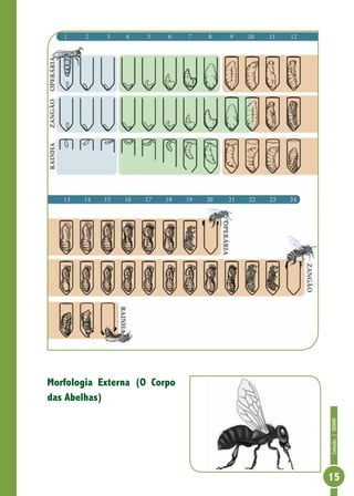 Coleção|SENAR
15
Morfologia Externa (O Corpo
das Abelhas)
 