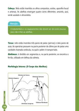 Coleção|SENAR
16
Cabeça: Nela estão inseridos os olhos compostos, ocelos, aparelho bucal
e antenas. As abelhas enxergam quatro cores diferentes: amarelo, azul,
verde azulado e ultravioleta.
Tórax: nele estão inseridos três pares de patas (pernas) e dois pares de
asas. As operárias possuem na parte posterior do último par de patas uma
cavidade chamada corbícula, na qual o pólen é transportado.
Abdômen: é dividido em segmentos e, na parte posterior, se encontra o
ferrão, utilizado em defesa da colmeia.
Morfologia Interna (O Corpo das Abelhas)
Atenção:
A indumentária e os equipamentos não devem ser de cores escuras
para não irritar as abelhas.
 