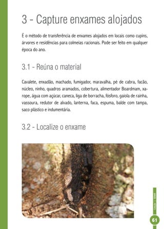 Coleção|SENAR
61
3 - Capture enxames alojados
É o método de transferência de enxames alojados em locais como cupins,
árvores e residências para colmeias racionais. Pode ser feito em qualquer
época do ano.
3.1 - Reúna o material
Cavalete, enxadão, machado, fumigador, maravalha, pé de cabra, facão,
núcleo, ninho, quadros aramados, cobertura, alimentador Boardmam, xa-
rope, água com açúcar, caneca, liga de borracha, fósforo, gaiola de rainha,
vassoura, redutor de alvado, lanterna, faca, espuma, balde com tampa,
saco plástico e indumentária.
3.2 - Localize o enxame
 