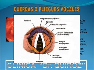 Las cualidades de
 la voz son tres
      (3) :
INTENSIDAD: Fuerza
con que el aire golpea
los P.V.

TONO: Número de
vibraciones en cada
emisión vocal (altura).

TIMBRE: Distinción
del sonido de la voz
para cada persona.
 
