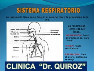 La respiración tiene como función el soporte vital y la producción de la
                                 voz.

                                                      La respiración
                                                       tiene tres (3)
                                                           fases:
                                                    INSPIRACIÓN: Tomar
                                                    aire/oxigeno por nariz
                                                    - boca.

                                                   APNEA: Pausa
                                                   respiratoria.

                                                   ESPIRACION: Sale
                                                   el aire/ el diafragma
                                                   se relaja
 